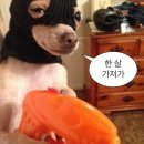 하쿠애견샵 | 마무으리