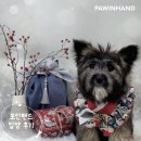 말티스토리 | 포인핸드 입양후기[❤️입양후기❤️] 1974. 이든