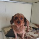 한유복동물병원 이미지