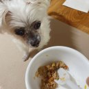 댕댕공방 이미지