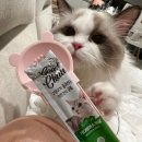 이십사시독스동물병원 | 고양이 간식 추천 기호성 좋은 굿츄 믹스 후기