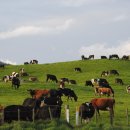 세계축산 이미지