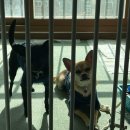 Just MMA | 감당할 수 없는 Fairtex의 강렬함, 원 챔피언쉽 공인글러브. 페어텍스 MMA 글러브 내돈내산 솔직 후기