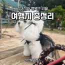 설이네바다펜션 | 애견동반 여행지 총정리, 강아지와 행복한 외출 비밀