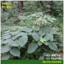 황금휘날레 이미지