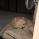 토마네 이미지