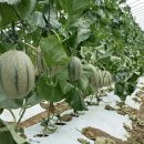 장춘농장 이미지