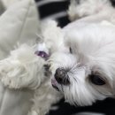 동물치과병원메이 이미지