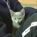 일산고양이분양 라라캣츠 | 고양이분양후기~러시안블루 라라~♥ 용산고양이분양