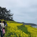 노란뜰펜션 | 봄나들이 추천! 청산도 유채꽃 축제와 함께한 '청산도여행펜션' 힐링 스테이