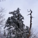 함백산 태백산 종주 1 이미지