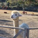 삼광목장 이미지