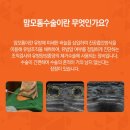 입체정위생검술과 맘모톰수술(잠실 연세하와유외과의원)