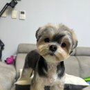 러브썸그루밍샵 이미지