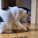 나의 집사 이미지