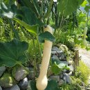 남근농장 이미지