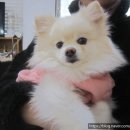 도그바라기 이미지