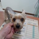 신정이펜1로 이미지