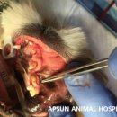 앞선동물병원 이미지