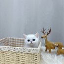 캣츠앤독스 강아지분양 고양이분양 수원점 | 독스캣 강아지입양 고양이분양 수원점 수원고양이분양 고민 끝에 방문한 후기🐱