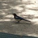 홍릉초교 이미지