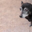 풍산동물병원 이미지