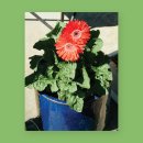 도도 Grooming 이미지