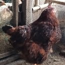 부해농장 이미지