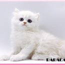 광주캐터리 이미지