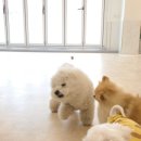 엔젤스 도그 이미지