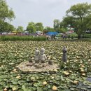 생활속의 조경이야기(야간) | 부여서동연꽃축제 서동공원 궁남지 연꽃 실시간 후기