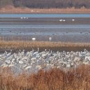 주남저수지 이미지