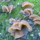 순천-35호 이미지