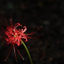 중앙공원(상) 이미지