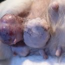 최광호동물병원 이미지