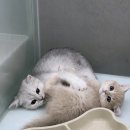 안멍냥 | 강동구 고양이분양 발품 팔아 해피멍냥 방문 후기