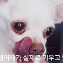 이쁘개 이미지