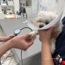 한성동물병원 | 14살 노견 말티즈 슬개골 십자인대 파열 수술 준비 병원 추천