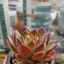 월금농장 이미지