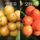 버번로스팅 이미지