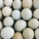 강원도 청계 농장 이미지