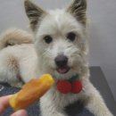 펫조이 | 조이펫 리얼 순 고구마 말이 간식 후기! 🐾