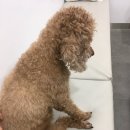 수아동물병원 이미지