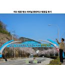 오림동 | 여수 벚꽃 명소 터미널 중앙여고 벚꽃길 후기