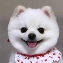 하이조이 이미지