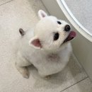 평택 애견미용 살롱 드 쭈 | 평택고덕애견미용• 포메라니안 가위컷, 알로페시아에 도움을 주는 스파- 살롱드몽뚜