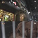 누렁이농장 이미지