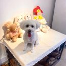 찌동찌동 이미지