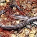 바다장어 이미지