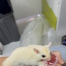 햄스터 분양 햄스터월드 이미지